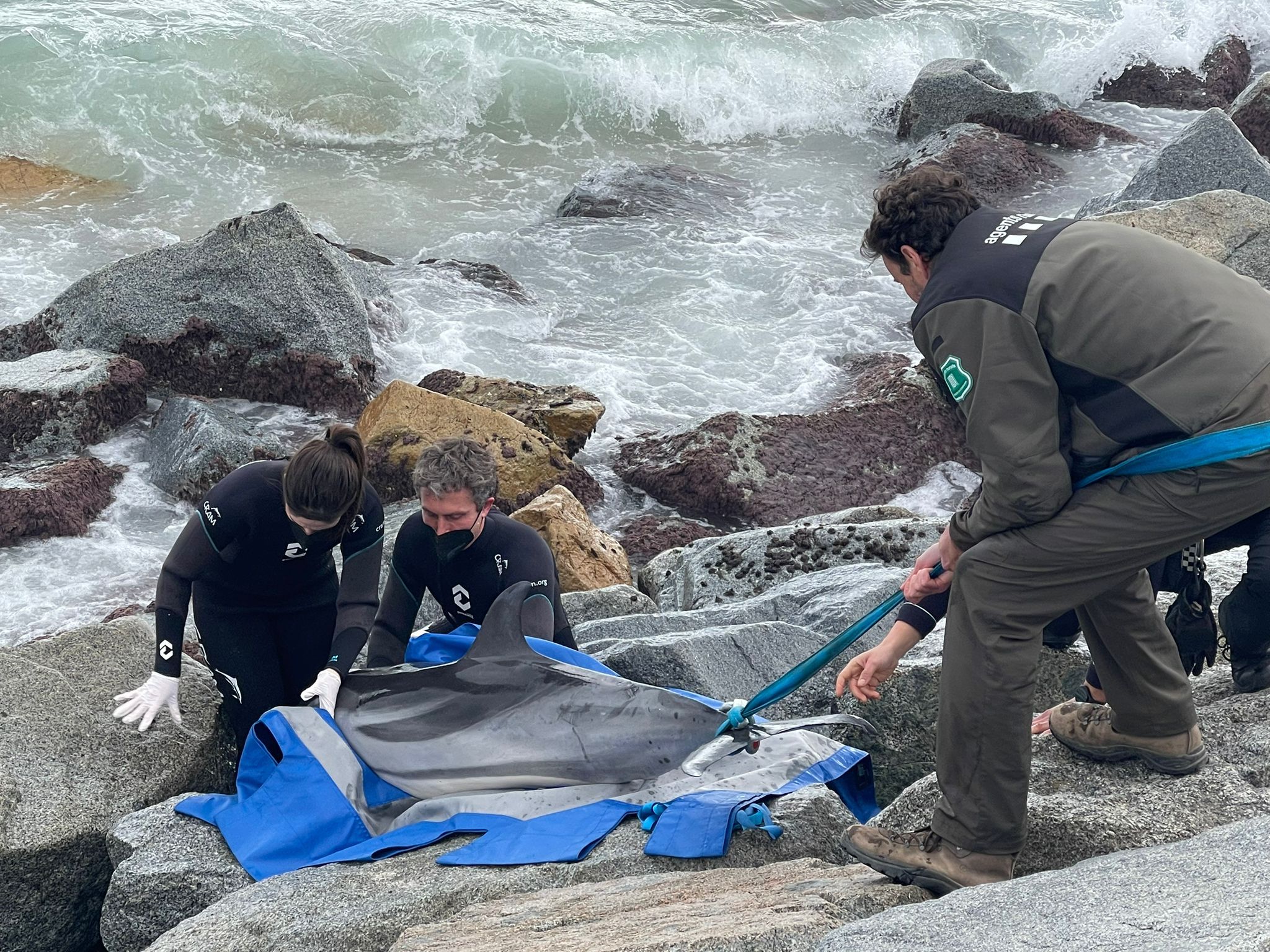 El dofí trobat a Mataró. Foto: Cedida