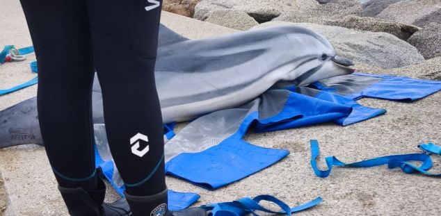 El dofí, fora de l'aigua. Foto: Cedida