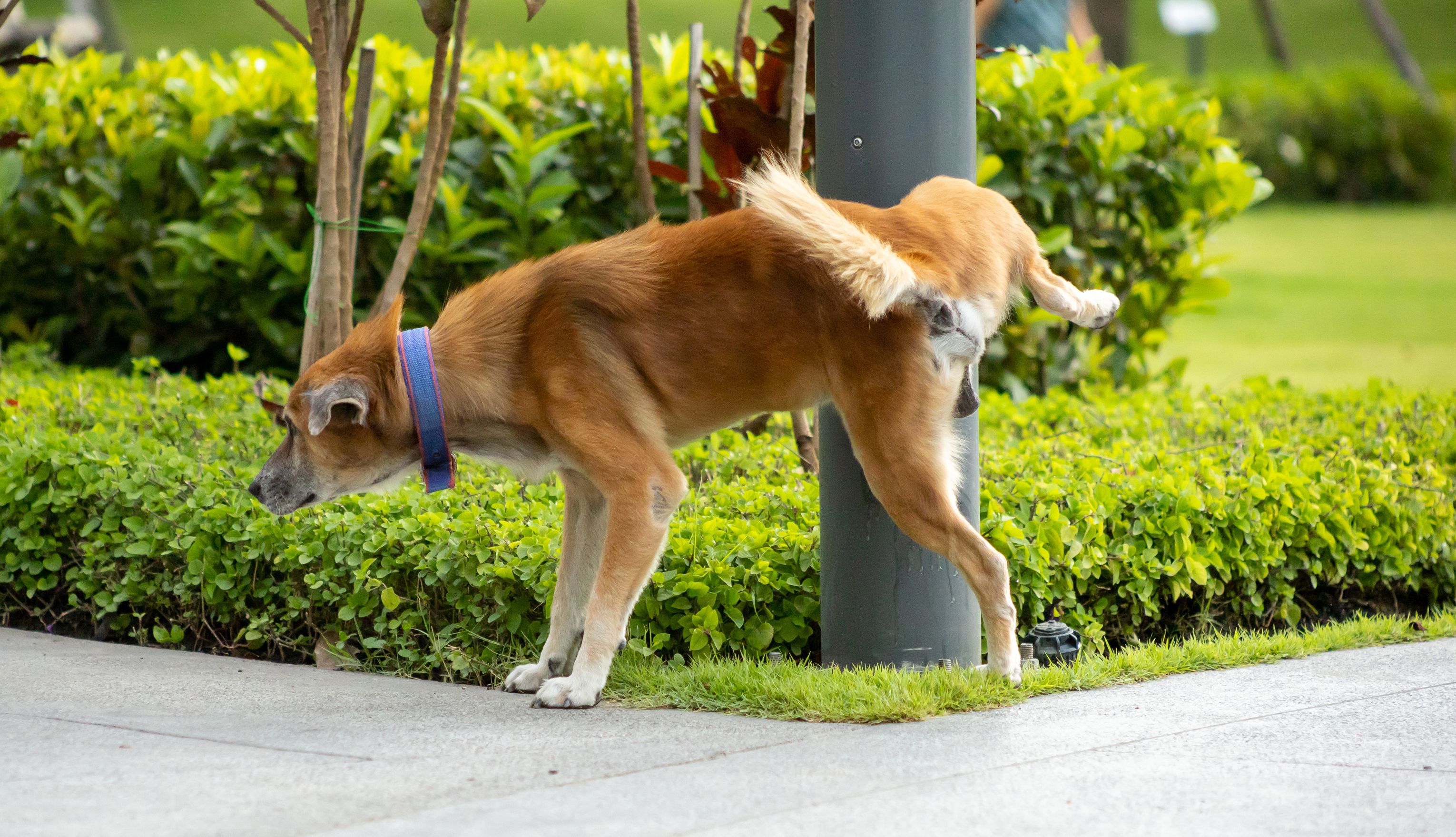 Un gos orinant en un fanal