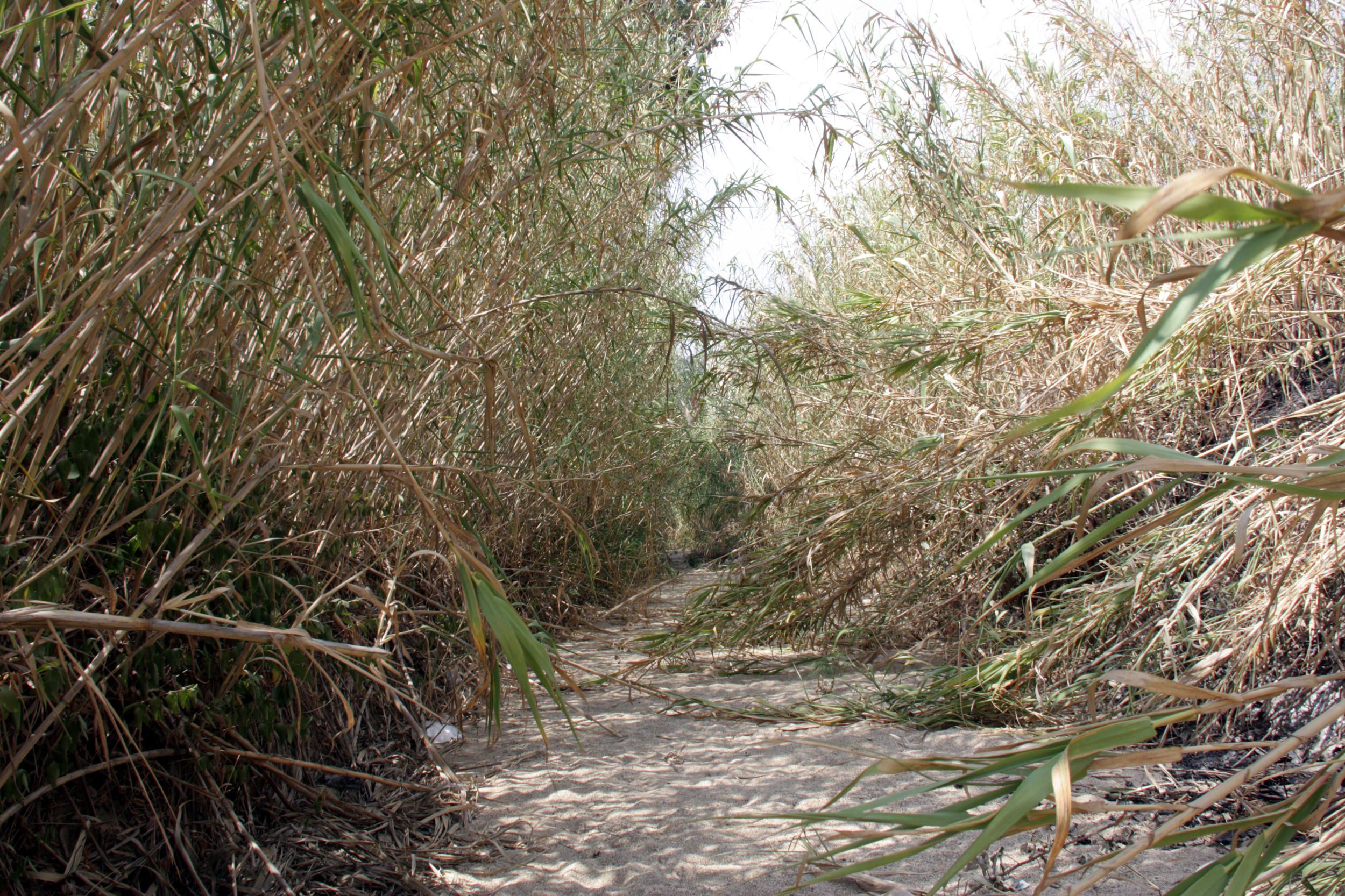 La riera de Calella, plena de vegetació. Foto: ACN