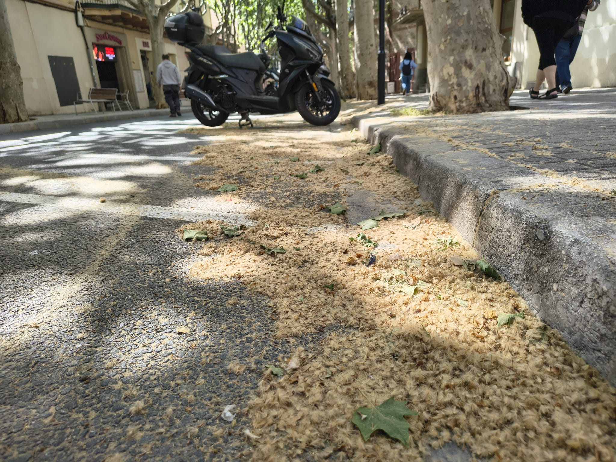 Flores del platanero en la Riera de Mataró