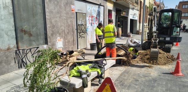 Los nuevos árboles de la plaza