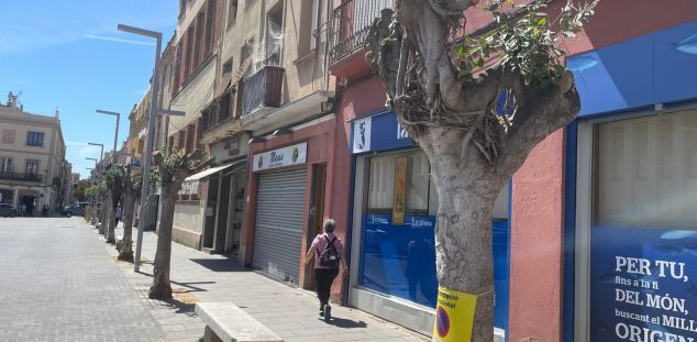 Los antiguos ficus, a punto para ser retirados