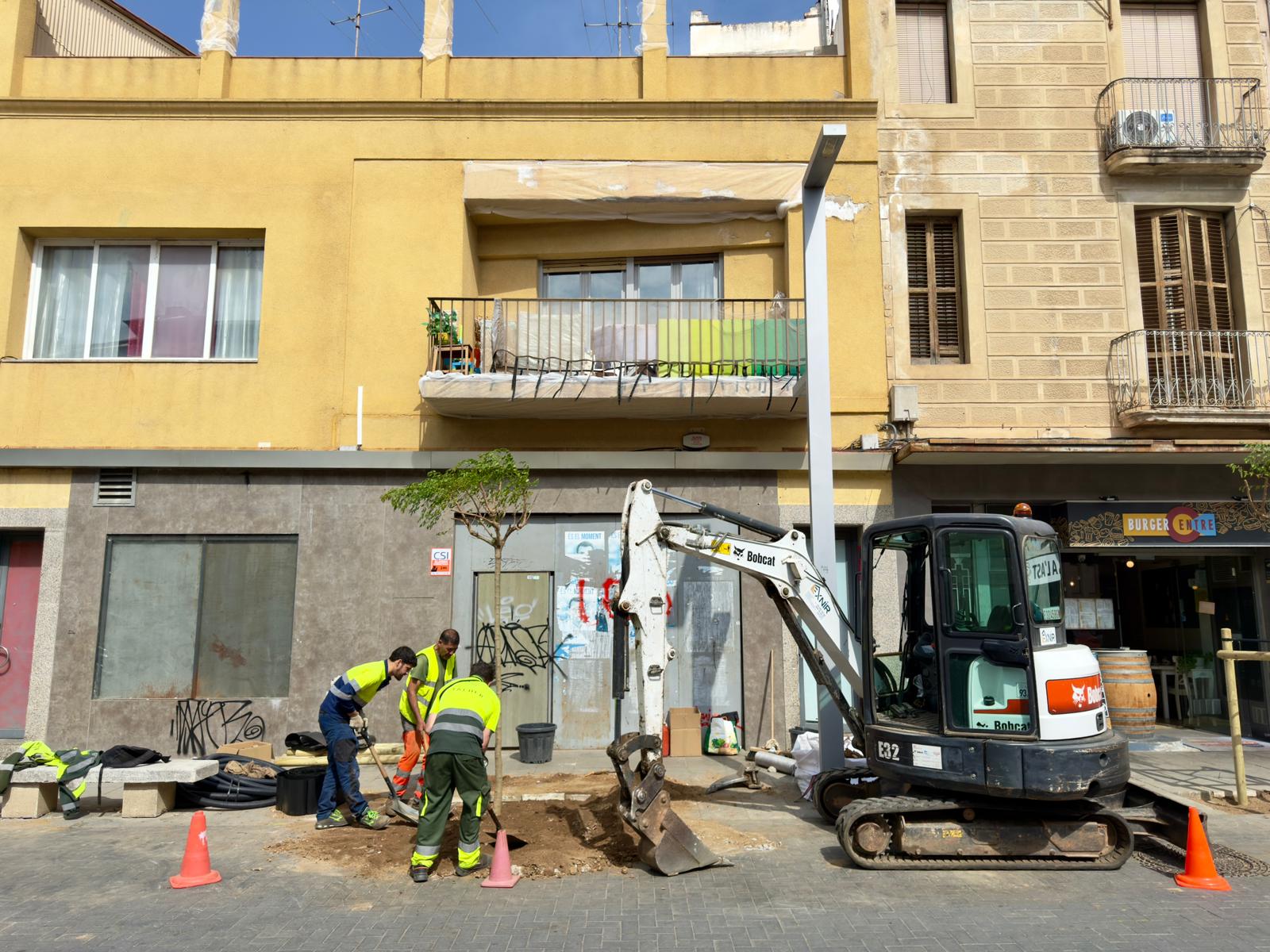 Retirada dels ficus per substituir-los per una nova espècie. Foto R. G.