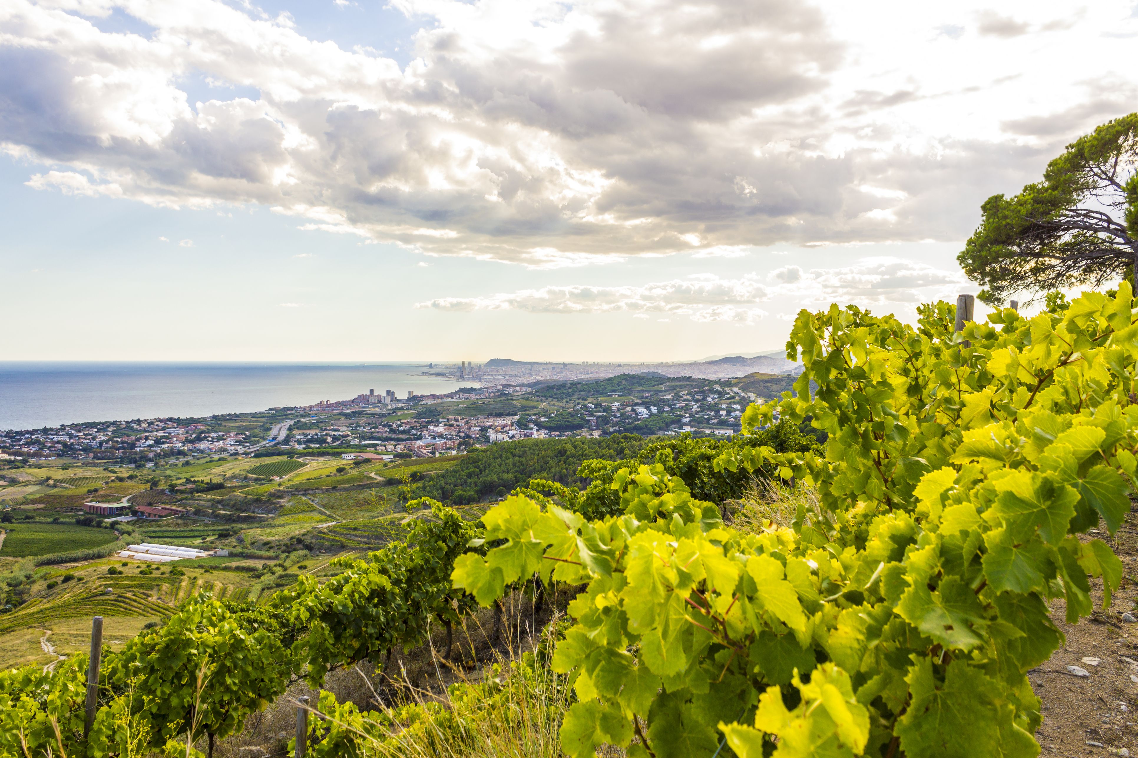 Panorámica de Alella desde sus viñedos