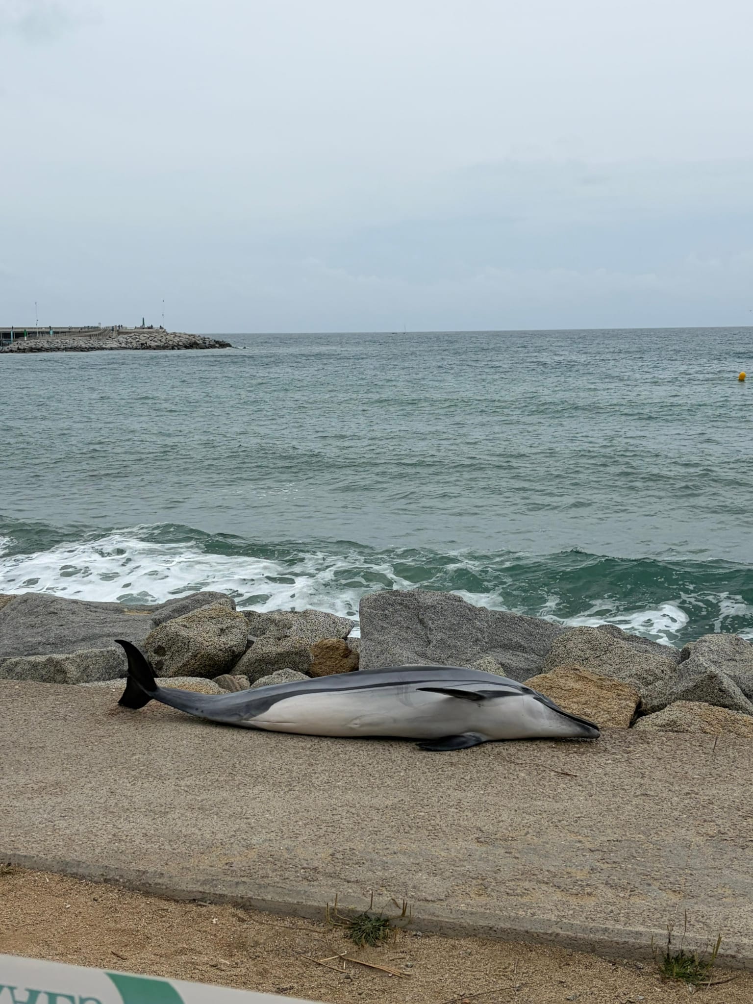 Dofí mort a la platja de Ponent