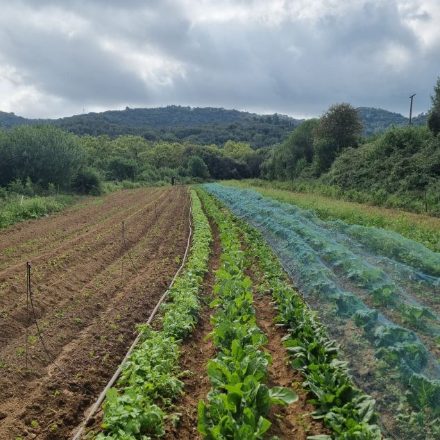 Un dels camps del projecte