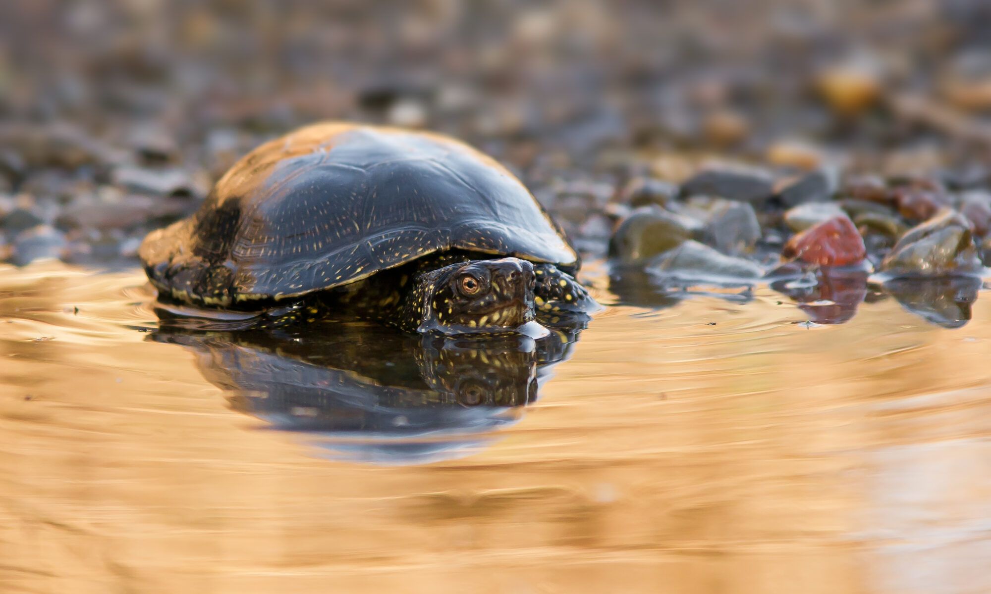 Un exemplar de tortuga mediterrània. Foto: Centre de reproducció de tortugues de l'Albera