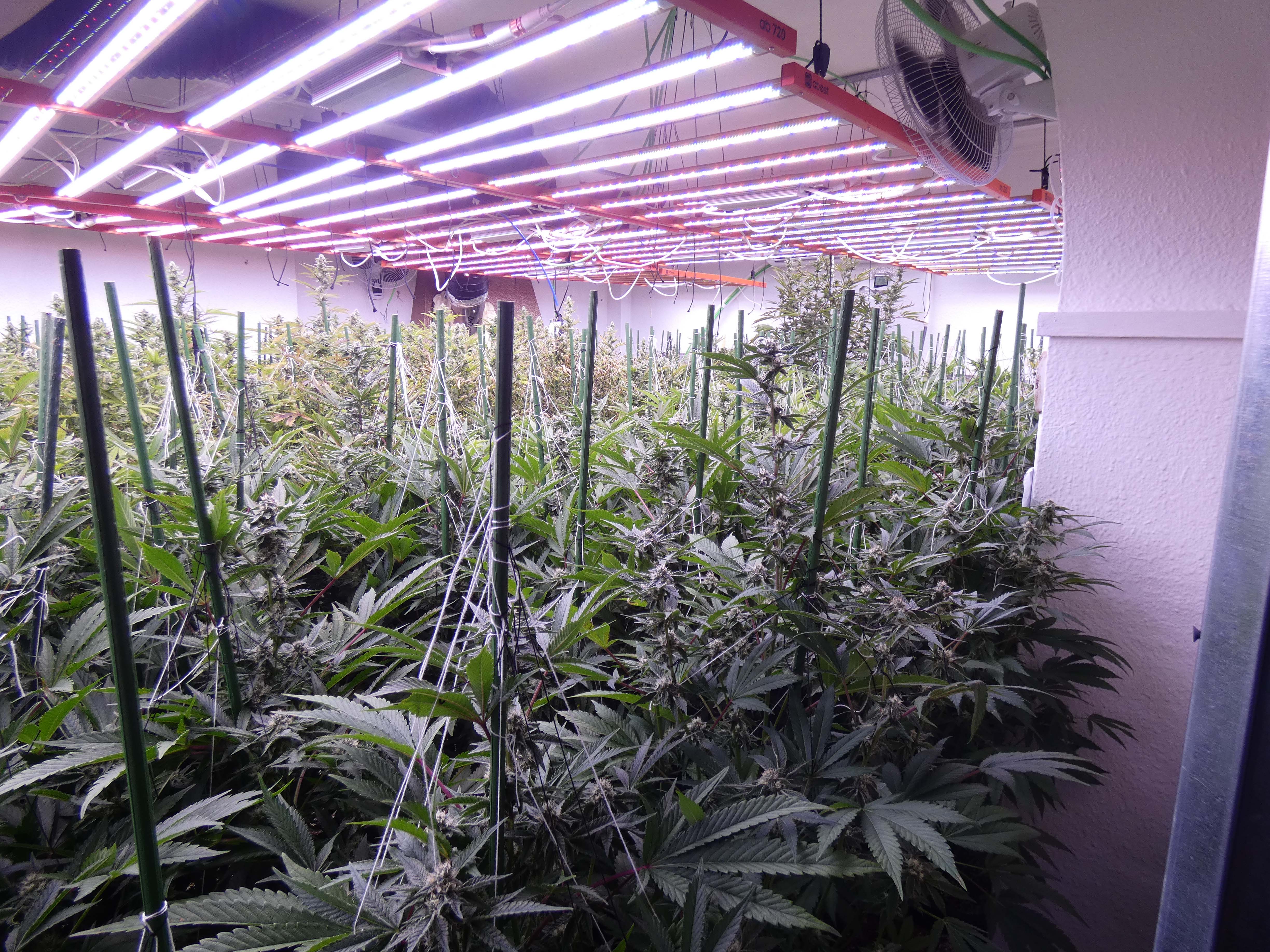 Plantació de marihuana a Cabrils. Foto: Mossos