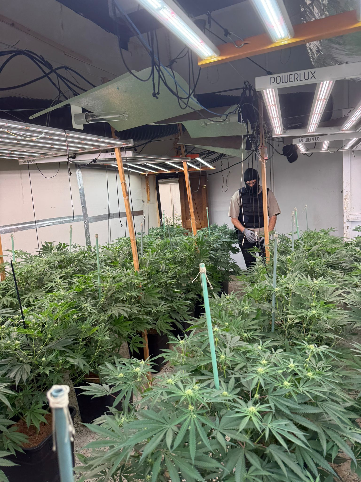 Detall de la plantació desmantellada