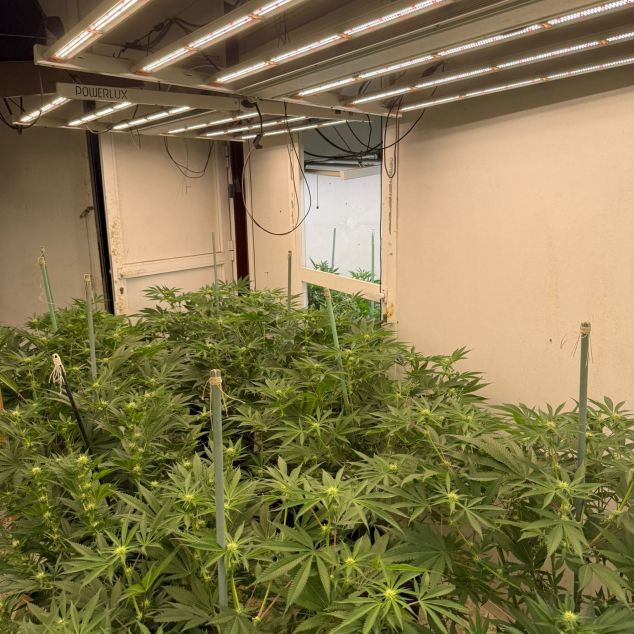 Part de la plantació indoor