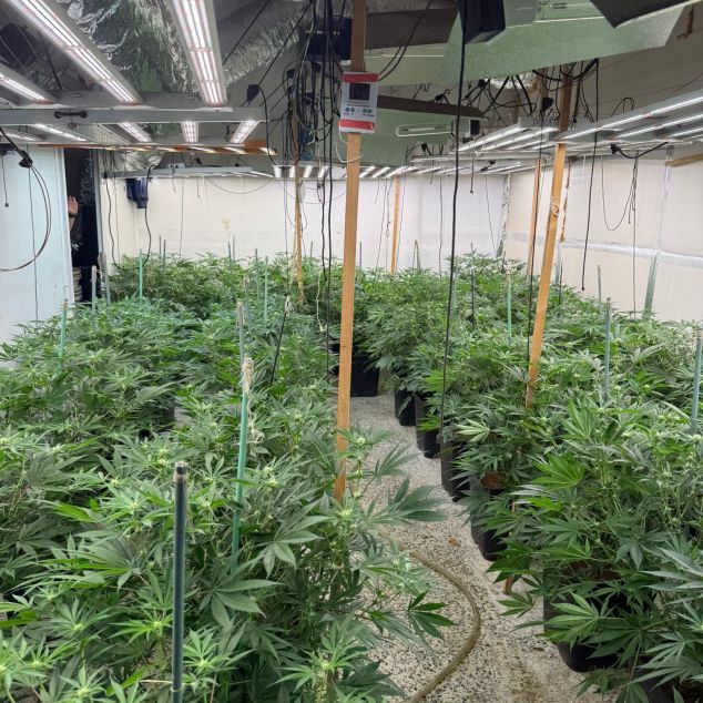 Una plantació totalment professionalitzada