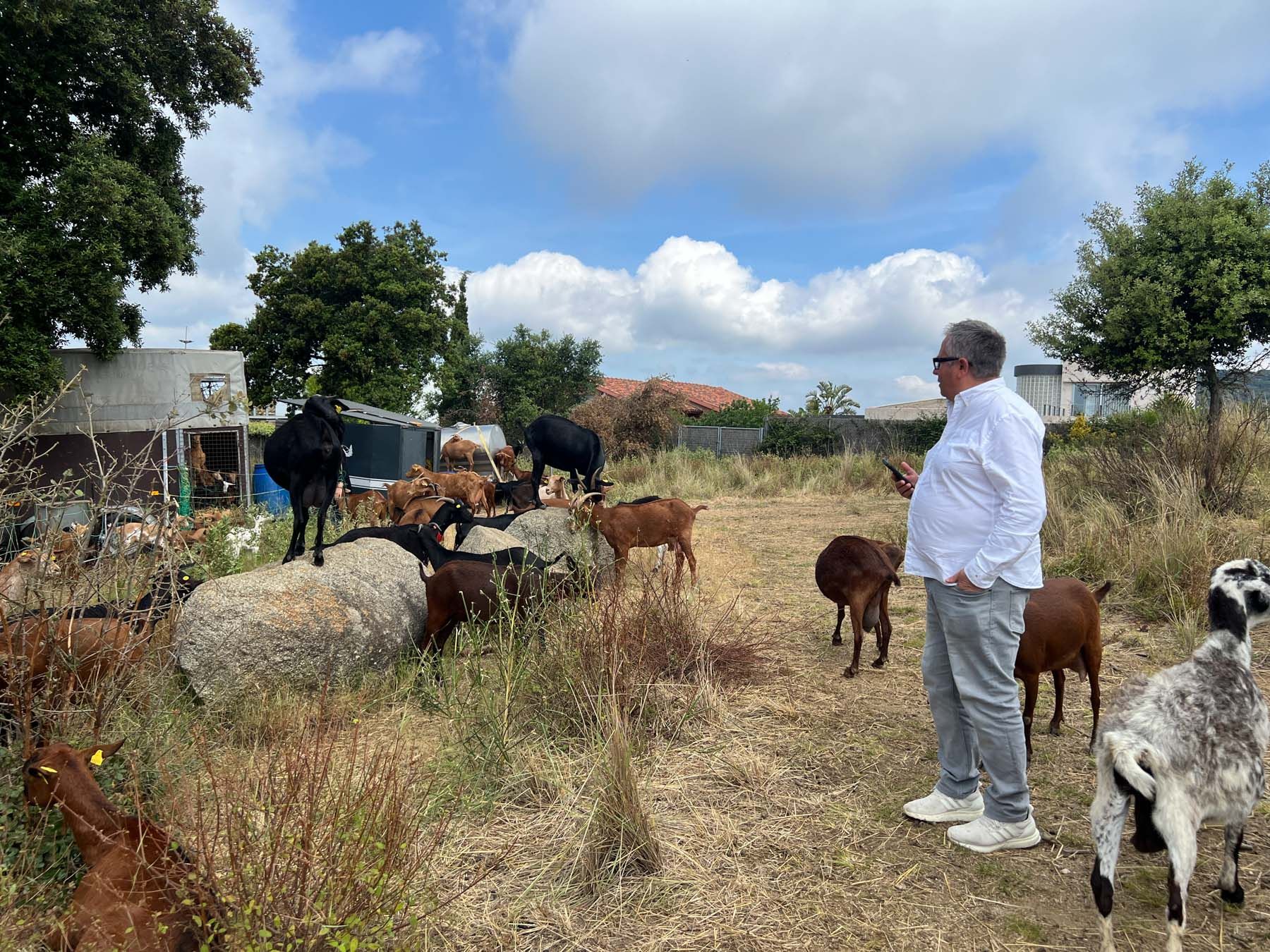 Cabres, pasturar, prevenció incendis. Foto: R.Gallofré