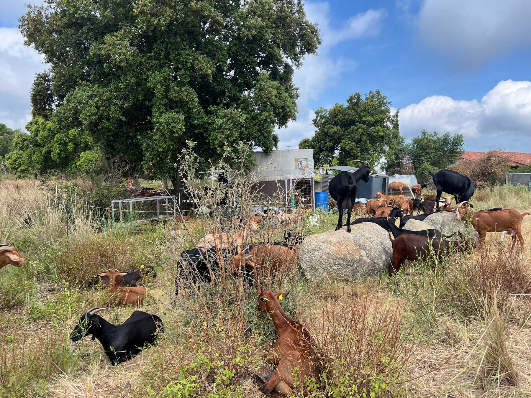 Cabres, pasturar, prevenció incendis. Foto: R.Gallofré