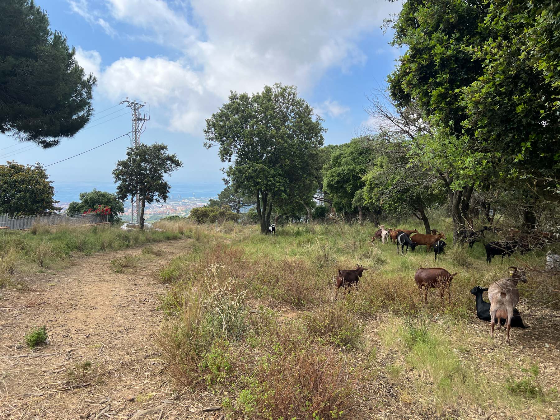 Cabres, pasturar, prevenció incendis. Foto: R.Gallofré