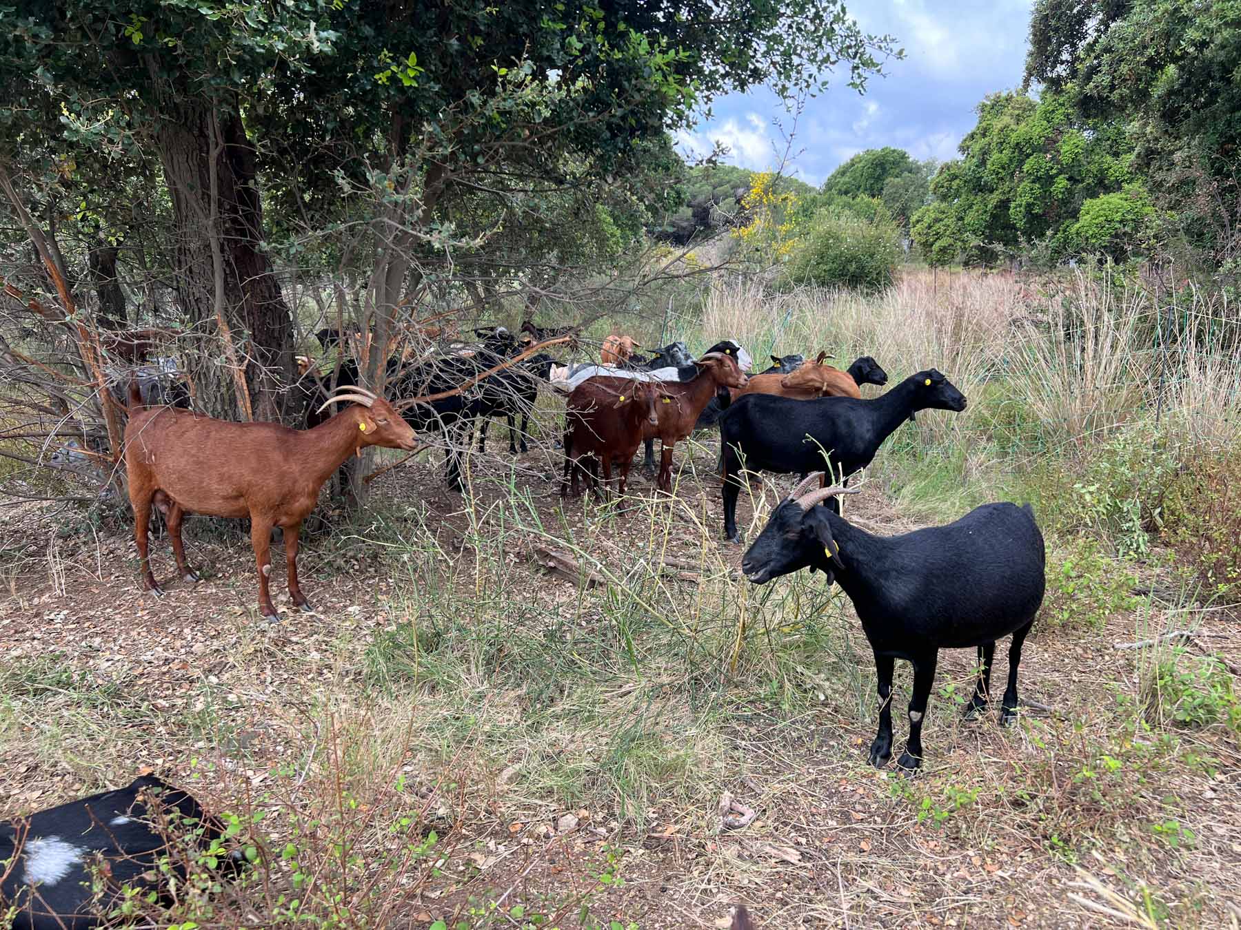 Cabres, pasturar, prevenció incendis. Foto: R.Gallofré