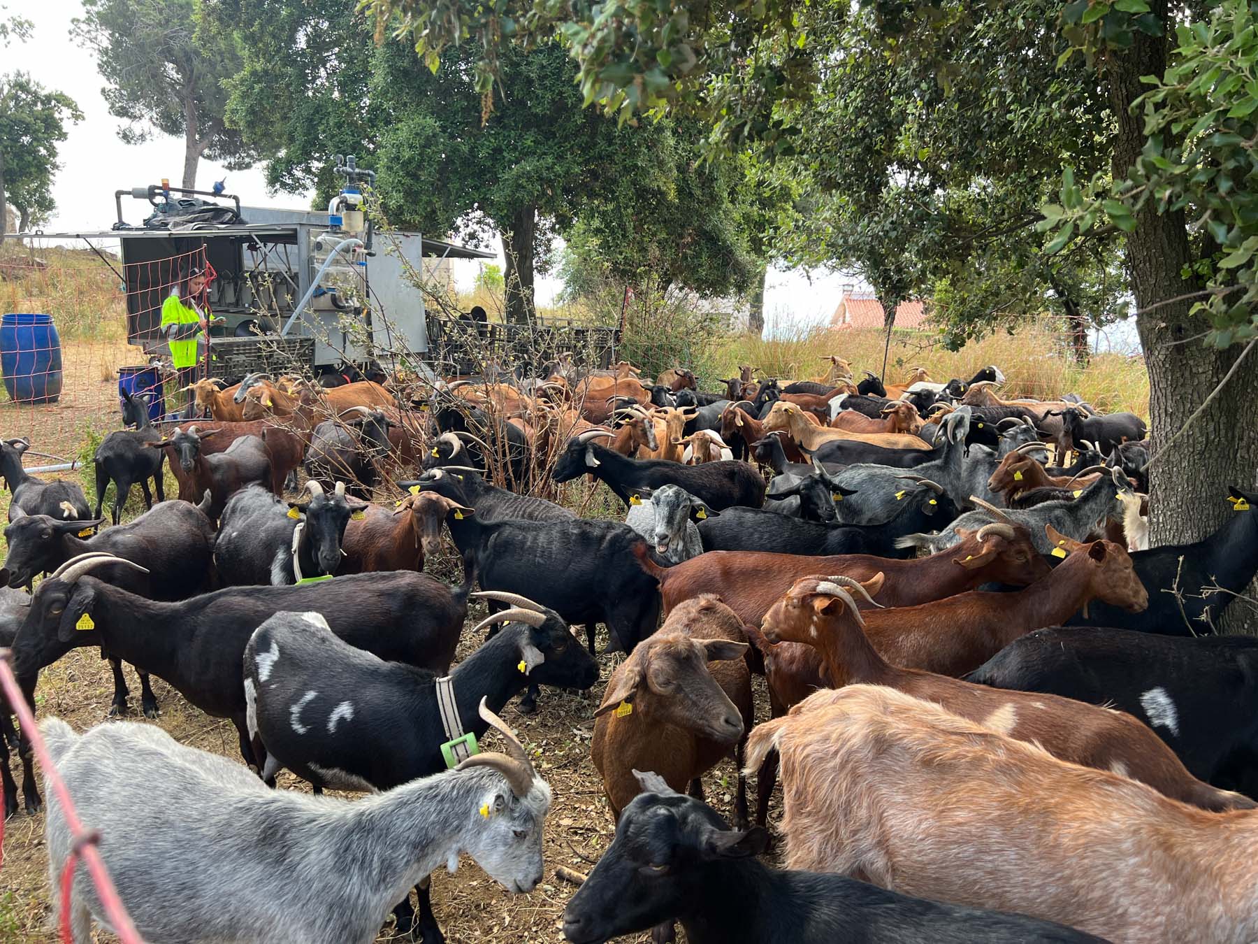 Cabres, pasturar, prevenció incendis. Foto: R.Gallofré