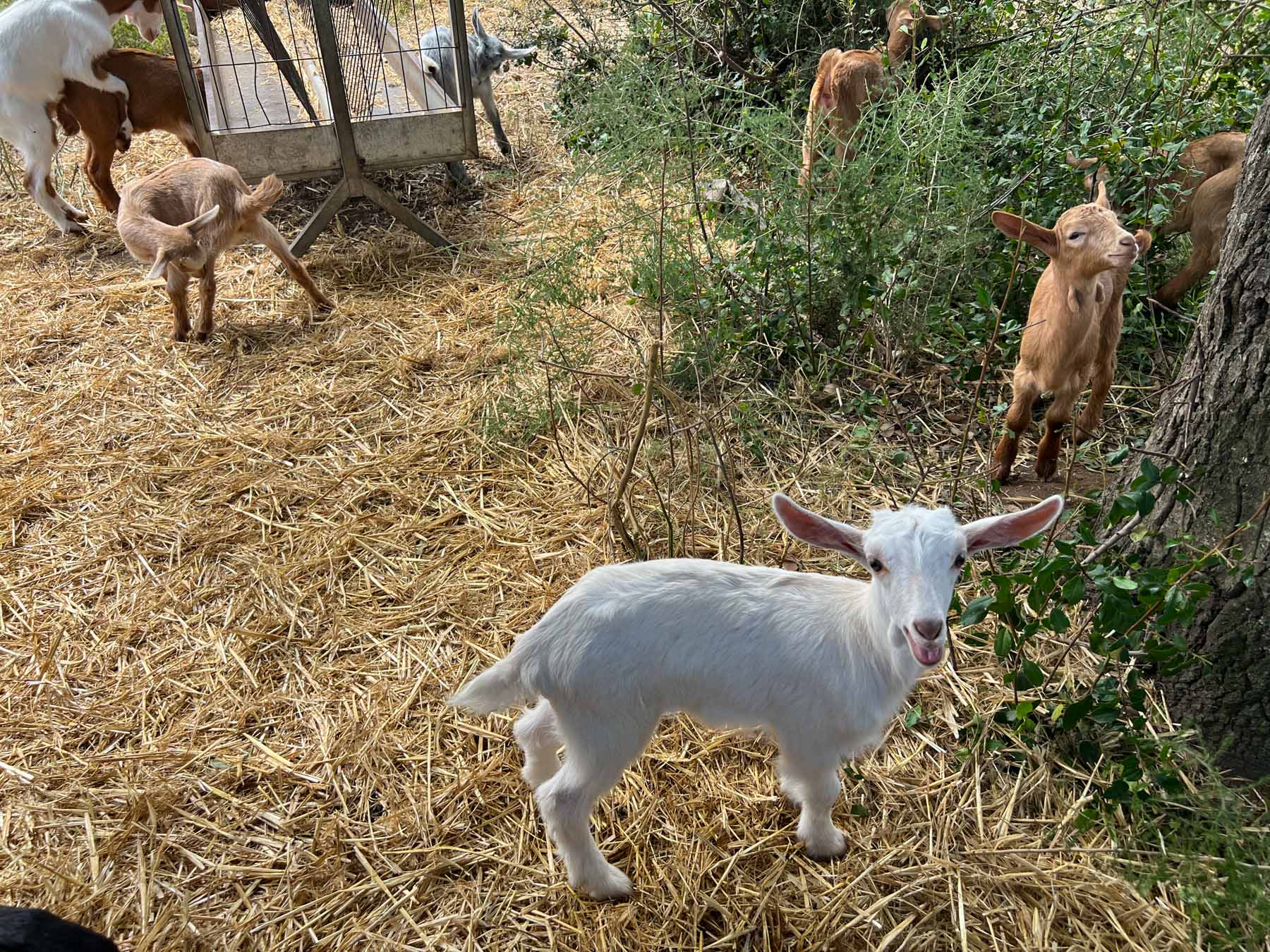 Cabres, pasturar, prevenció incendis. Foto: R.Gallofré