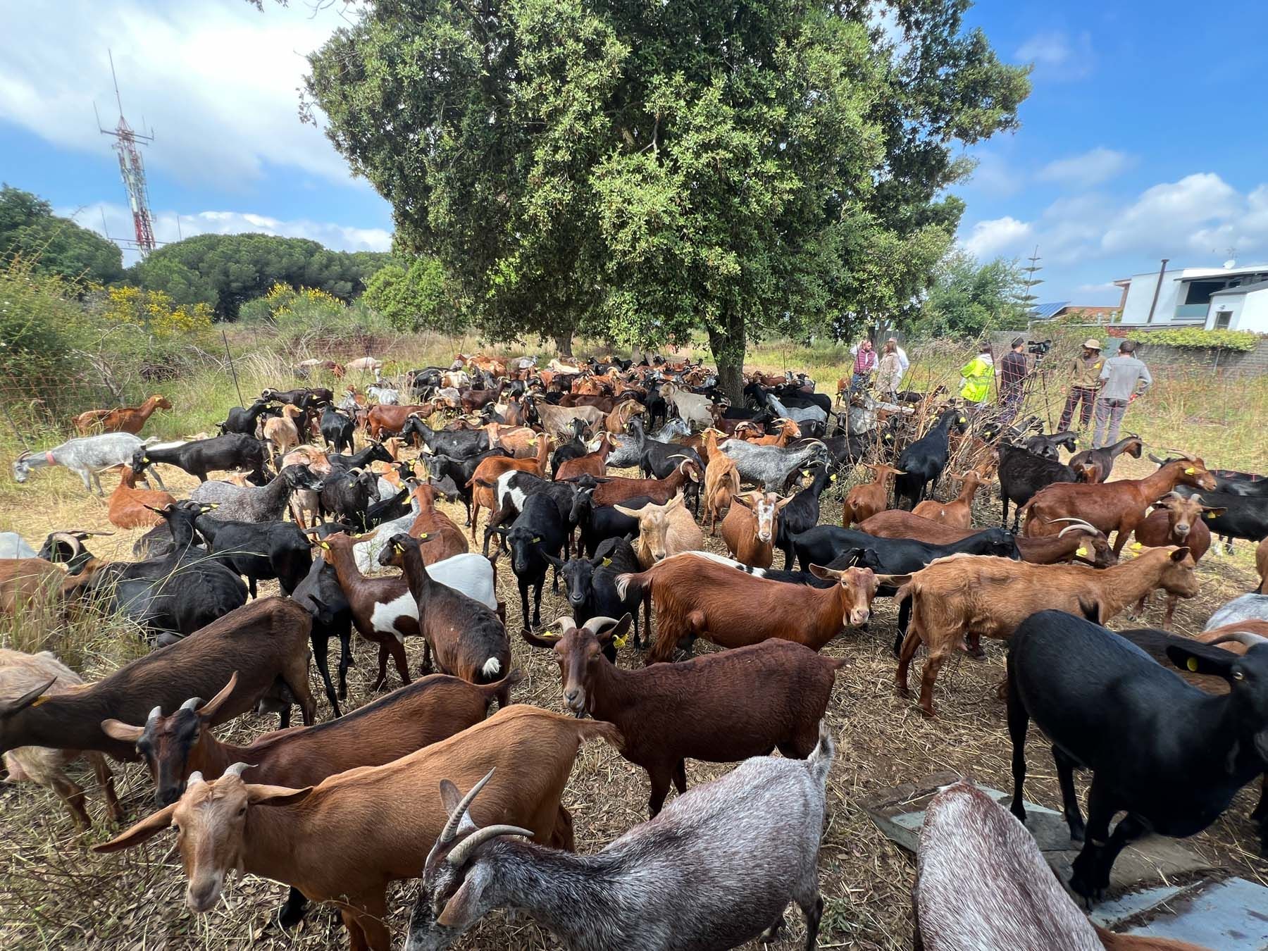 Cabres, pasturar, prevenció incendis. Foto: R.Gallofré