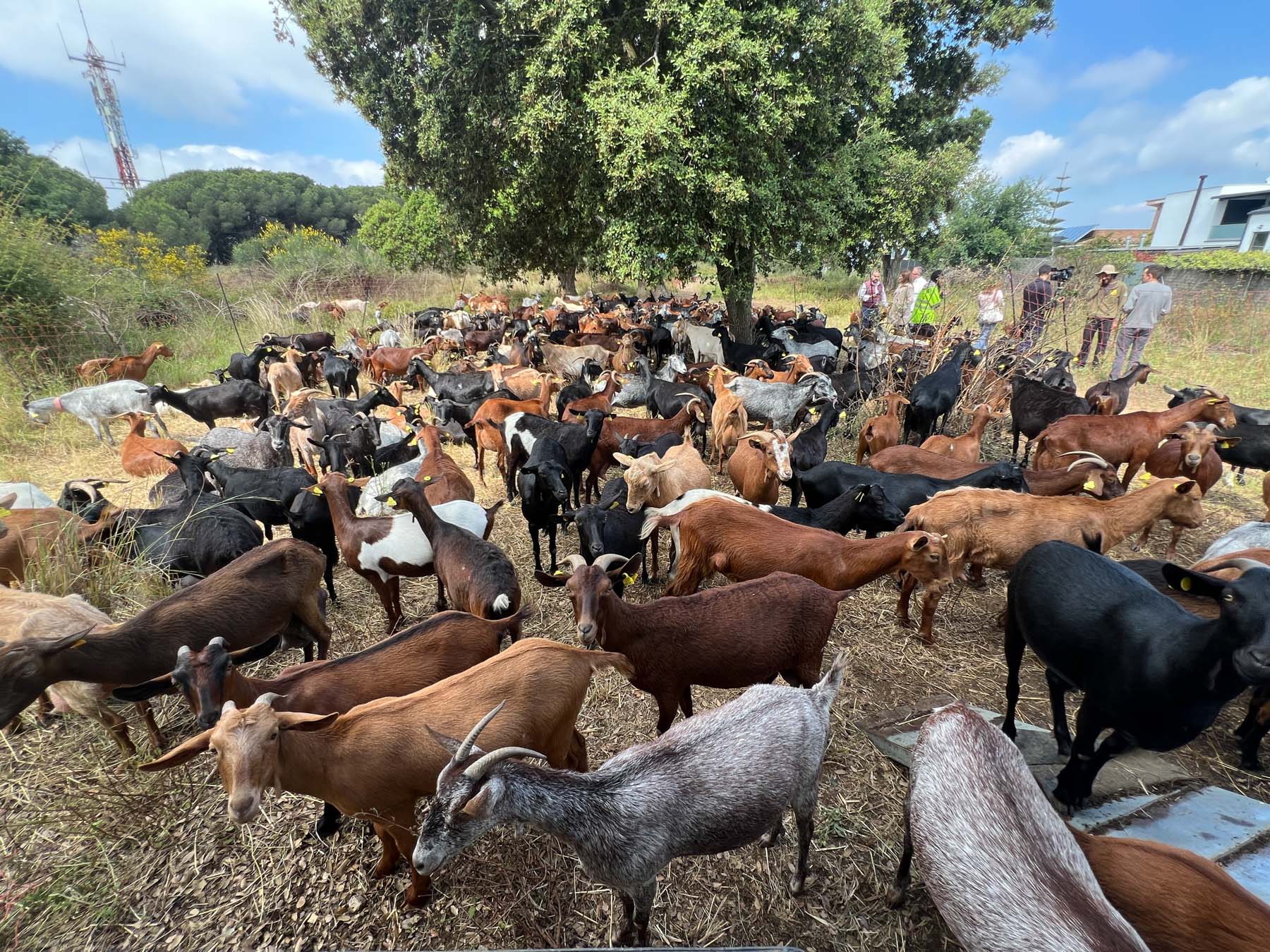 Cabres, pasturar, prevenció incendis. Foto: R.Gallofré