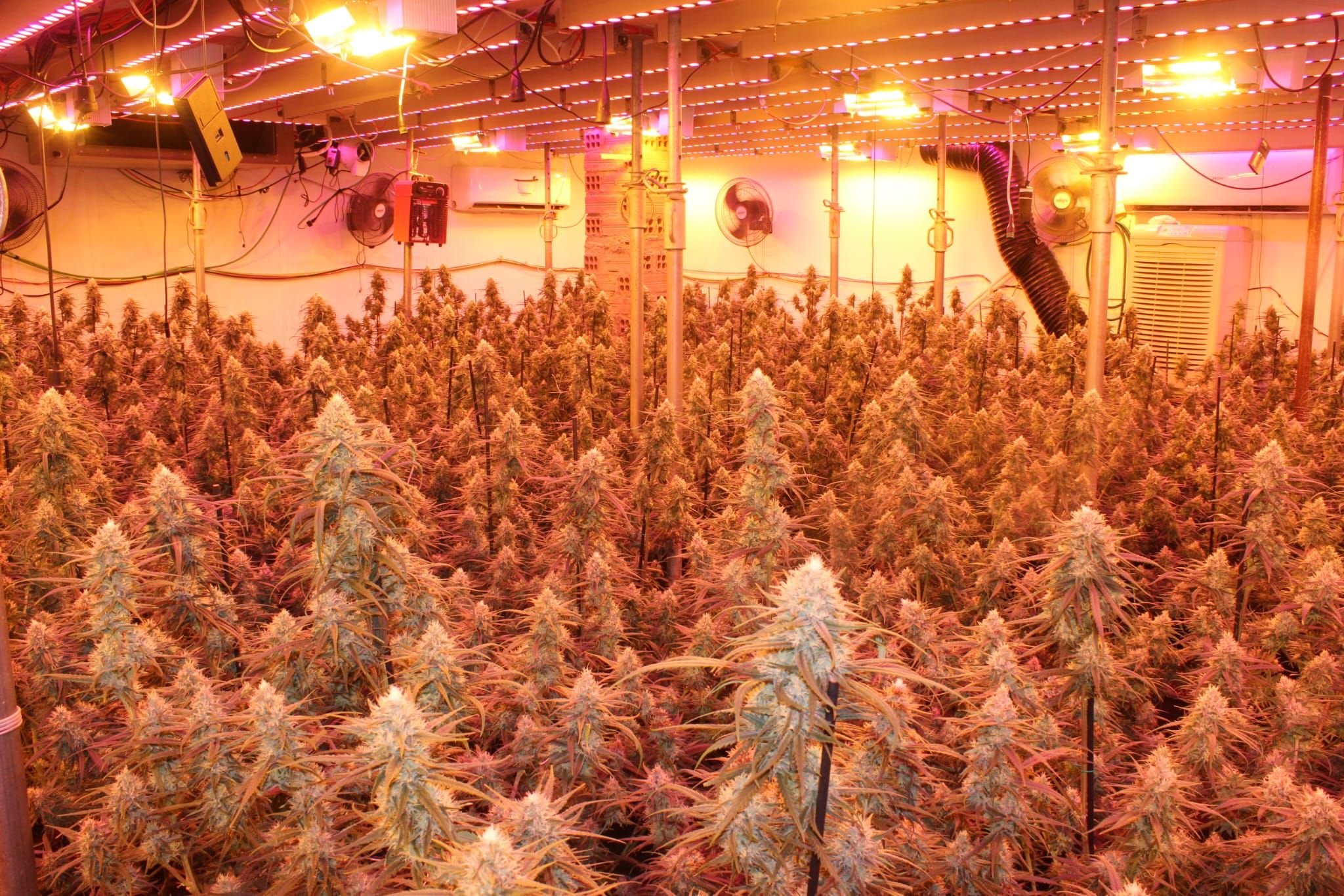 Una de les plantacions desmantellades. Foto: Mossos d'Esquadra.