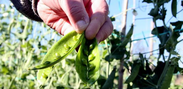 Detall del pèsol garrofal de Llavaneres, malmès per l'onada de fred.