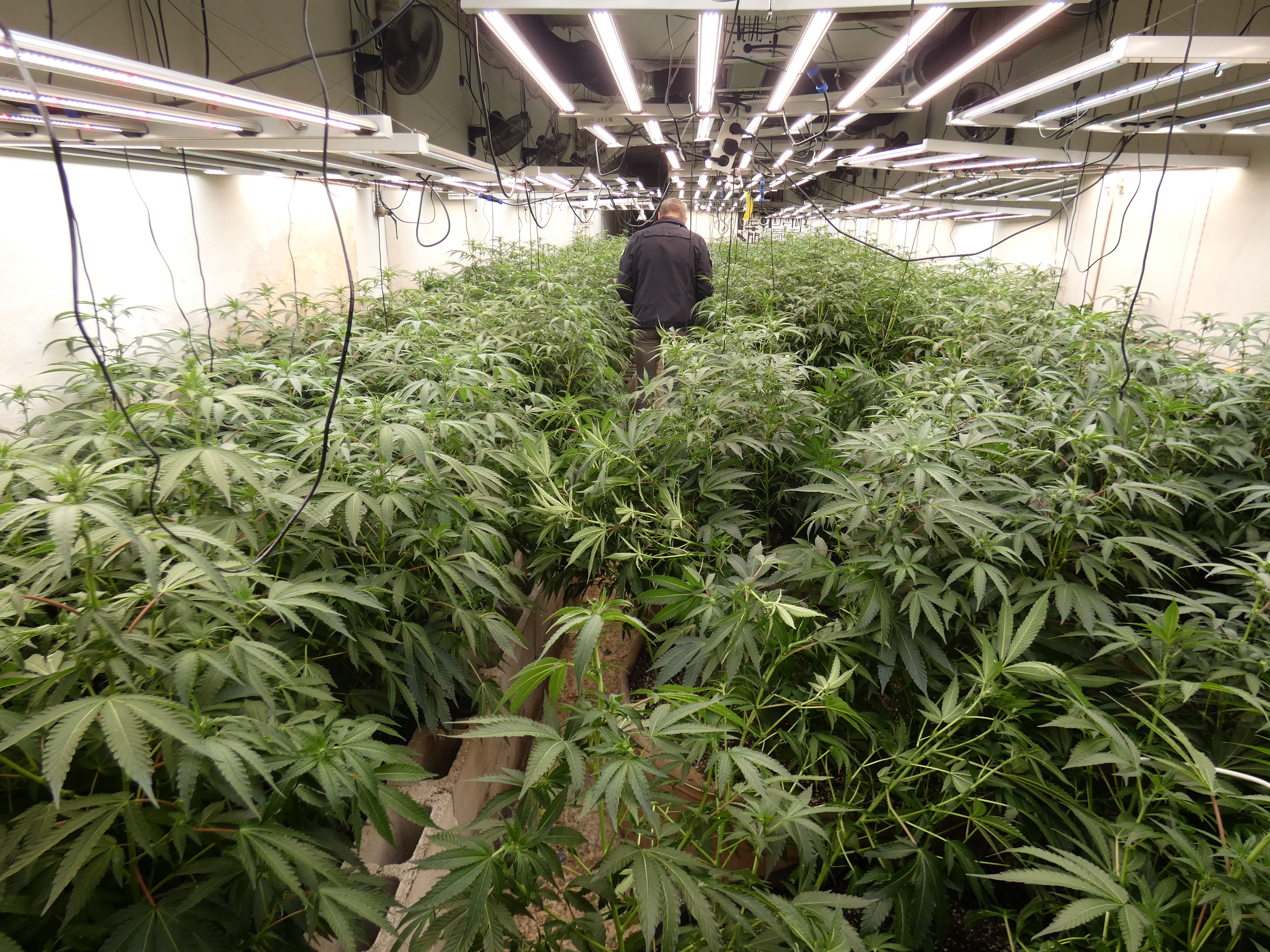 Plantación de marihuana en Arenys de Munt. Foto: Mossos