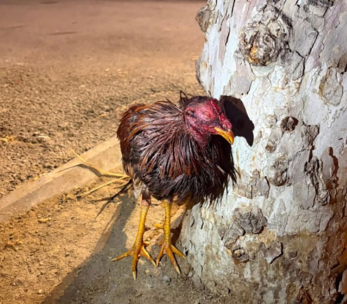 El gall malferit aparegut a Mataró. Foto: SOS Animals