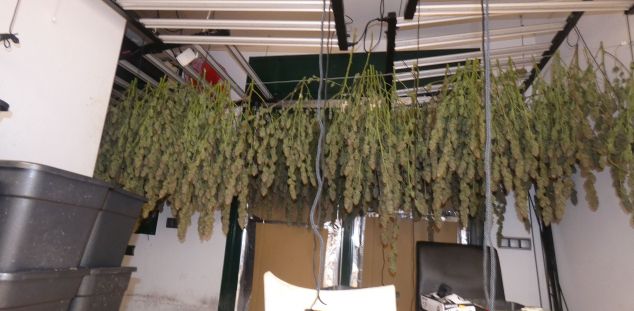 Detall de la marihuana assecant-se. Foto. Mossos