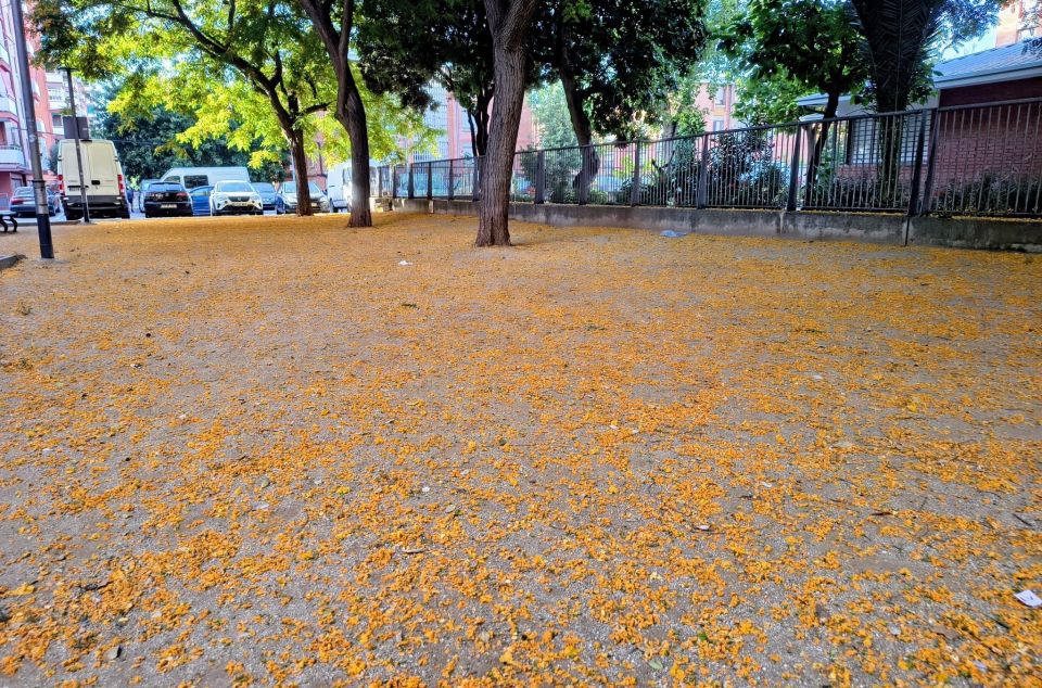 Catifa groga de flor de tipuana