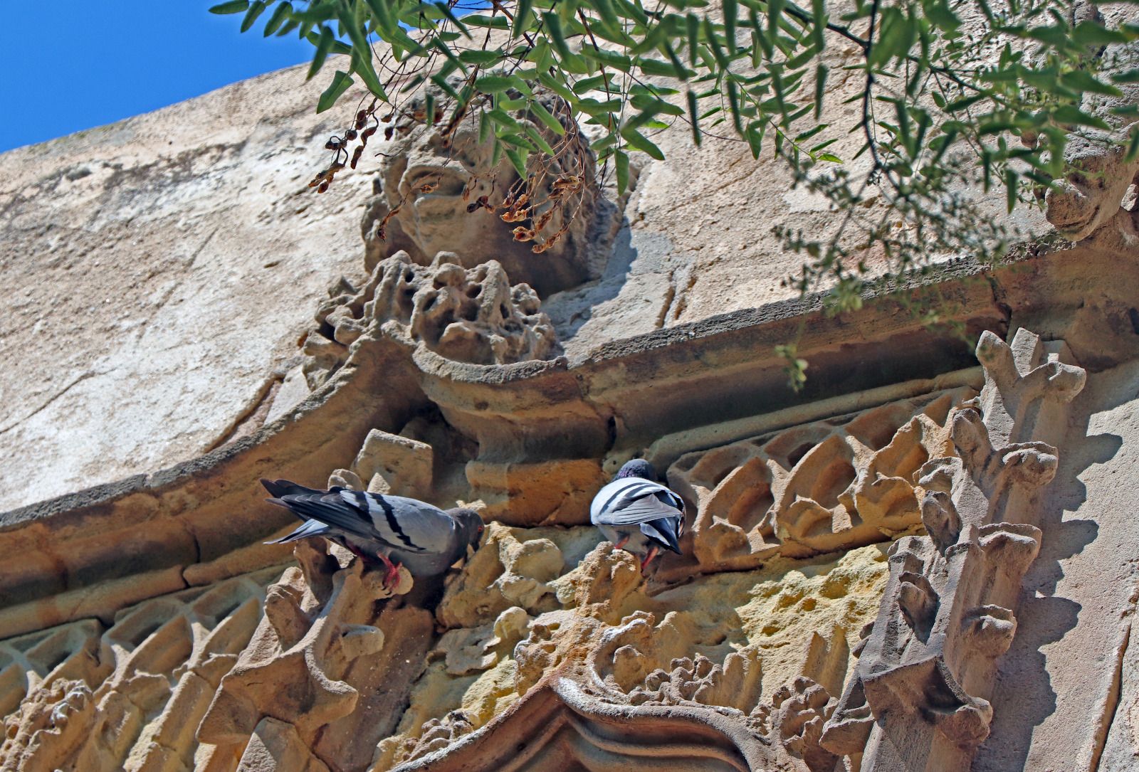 Coloms al finestral de Can Cruzate. Foto: L. Rugama
