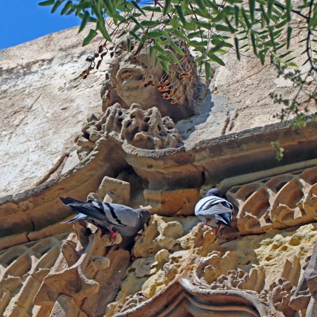 Palomas en el ventanal de Can Cruzate. Foto: L. Rugama Palomas en el ventanal de Can Cruzate. Foto: L. Rugama