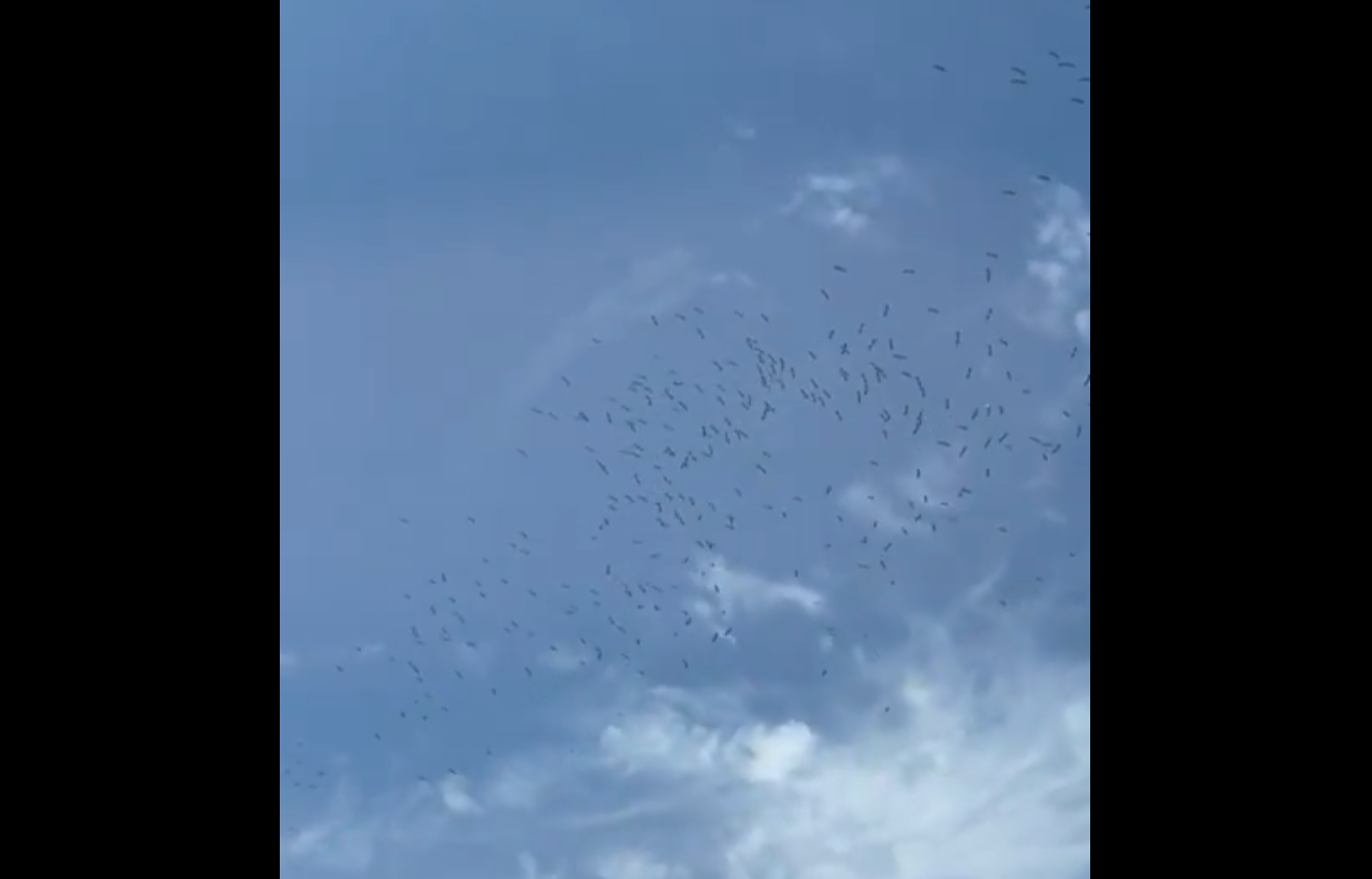 Captura de vídeo de les cigonyes sobrevolant Mataró
