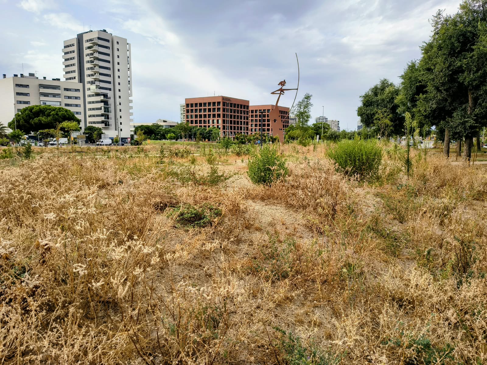 Parc de la vil·la romana de Torre Llauder, conegut popularment com la Pollancreda, a finals d'agost. Foto: V. B. 