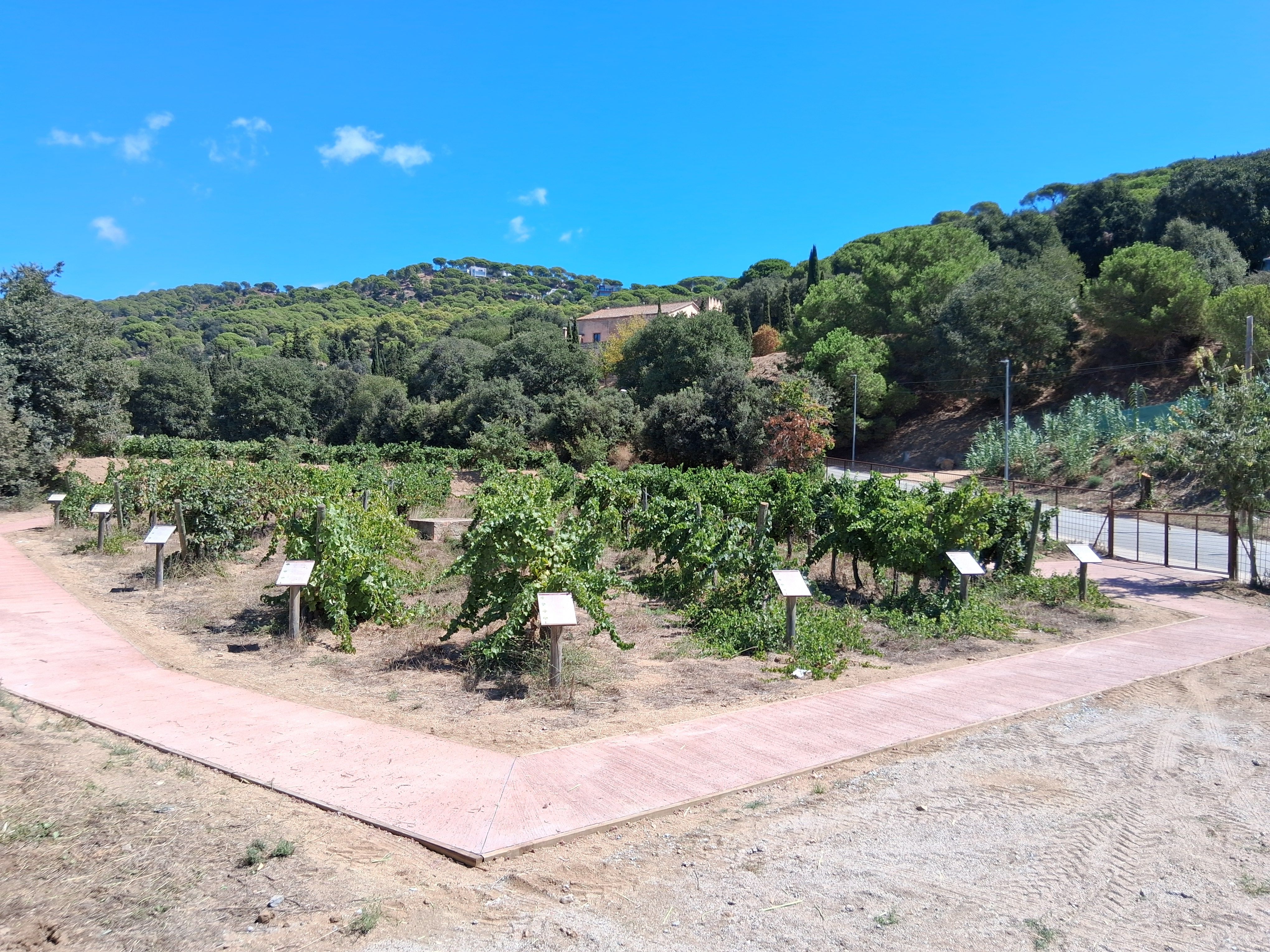 Vinyes de Can Magarola, de la DO Alella. Fotos: Diputació de Barcelona