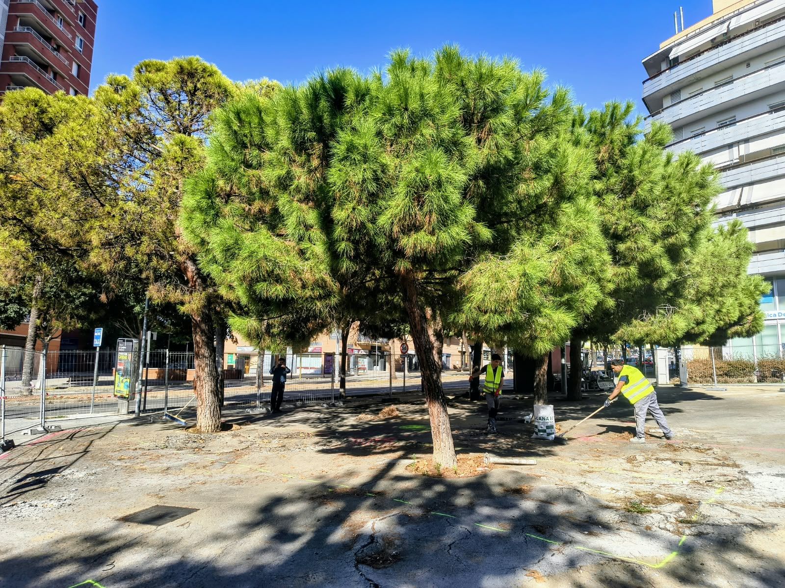 Imatge de La pineda de la plaça Granollers es renova per guanyar ombra i arreglar el paviment aixecat