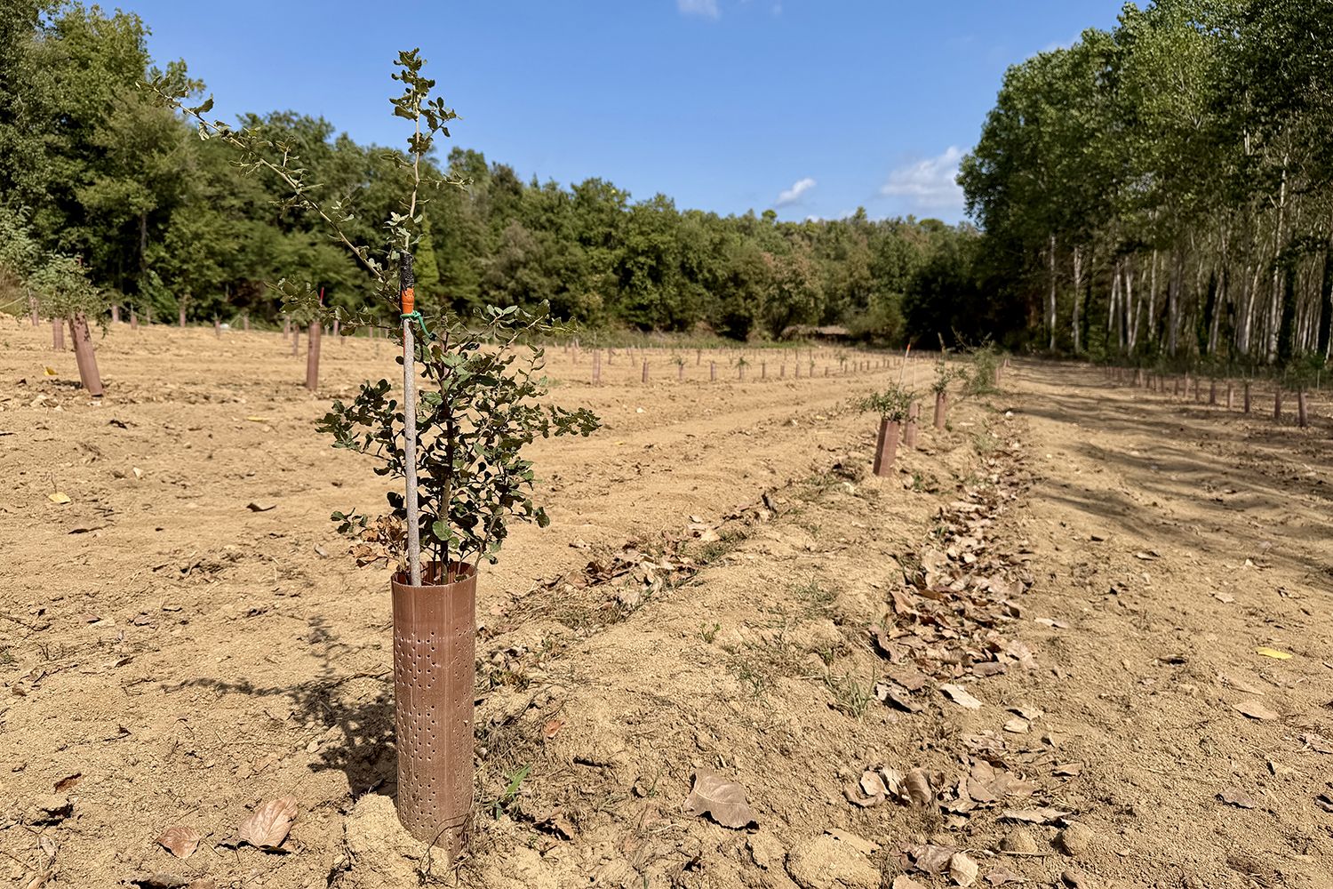 Cultivo innovador de trufa