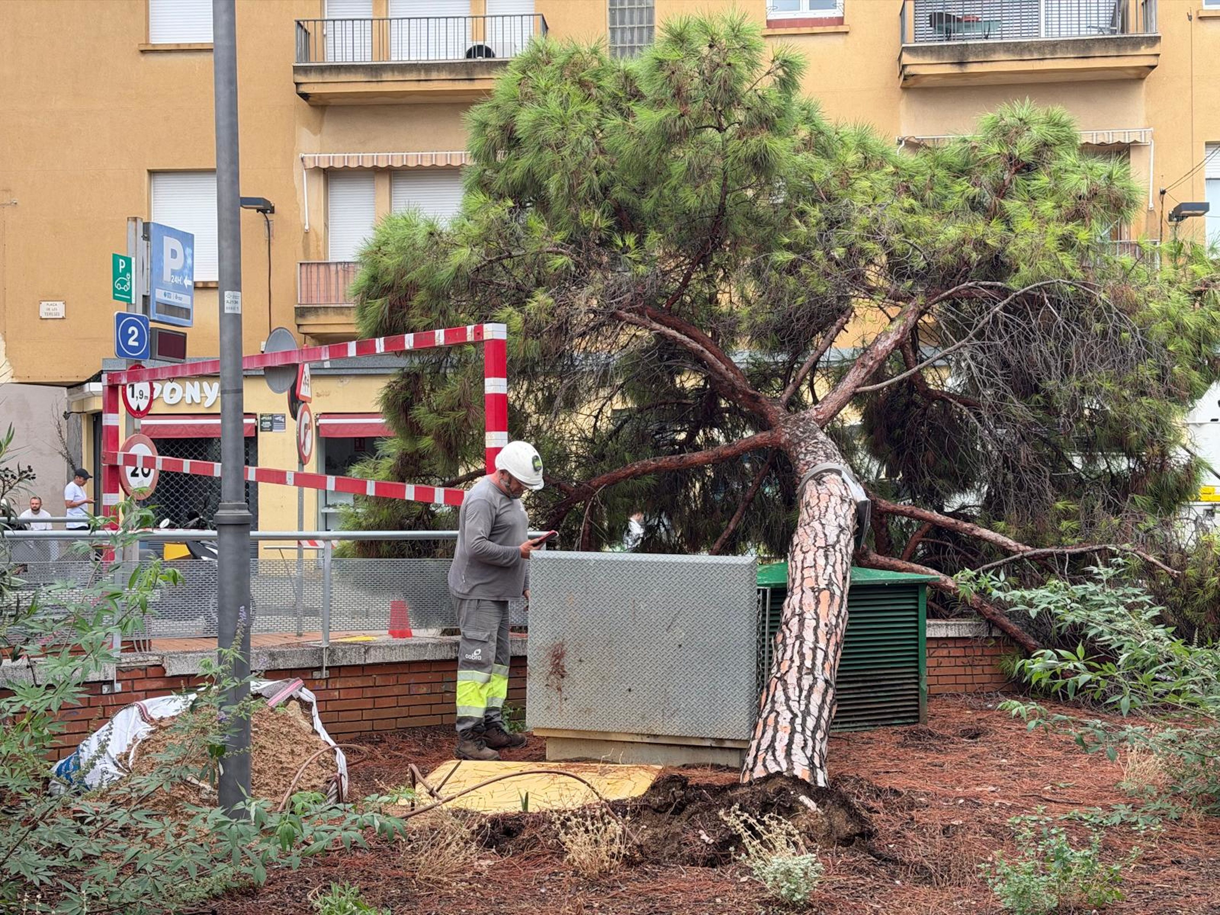 Un arbre caigut per la pluja a la plaça de les Tereses de Mataró. Foto: ACN
