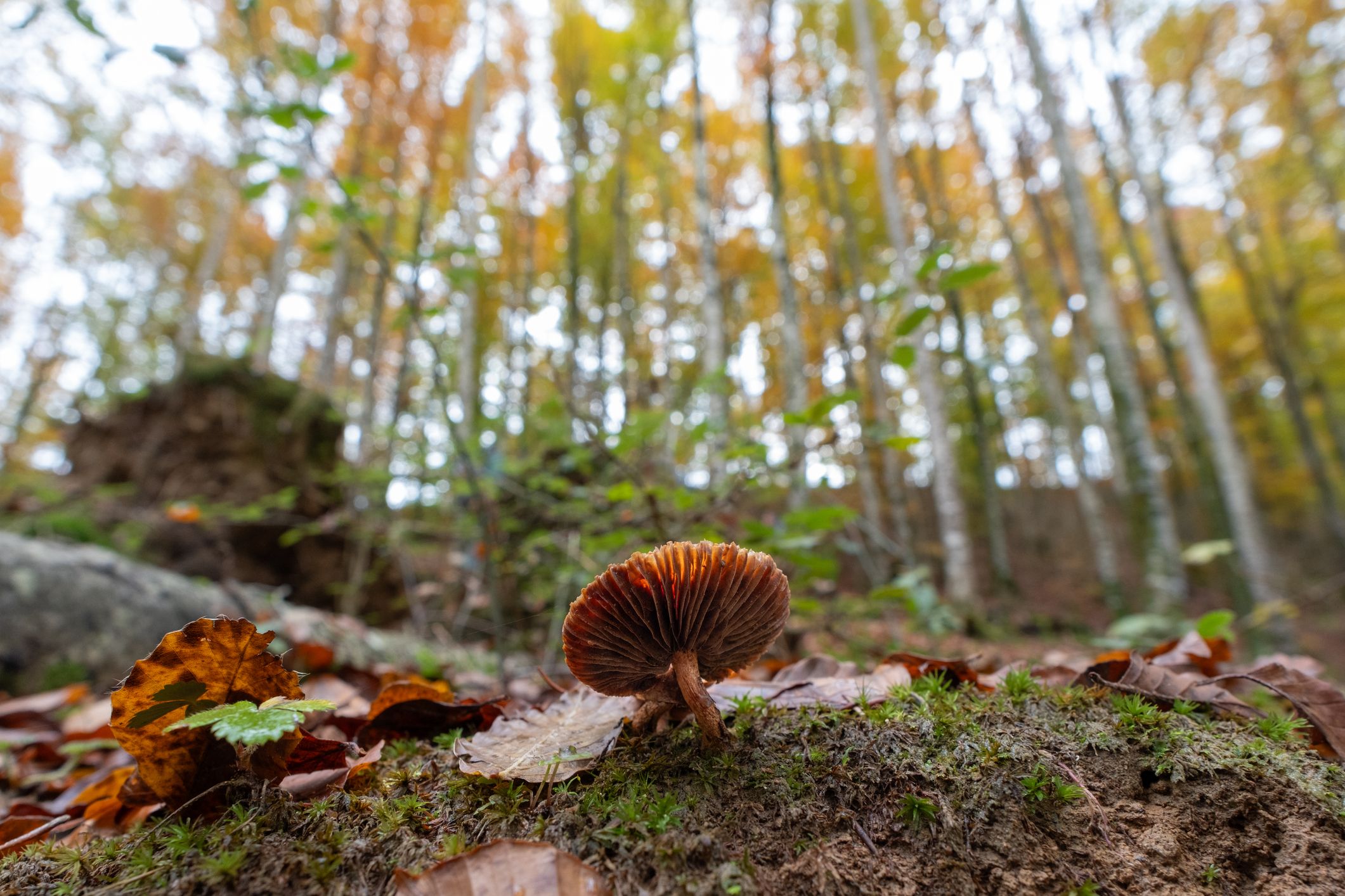 Ral·li Fotogràfic ‘Tocats pel bolet’