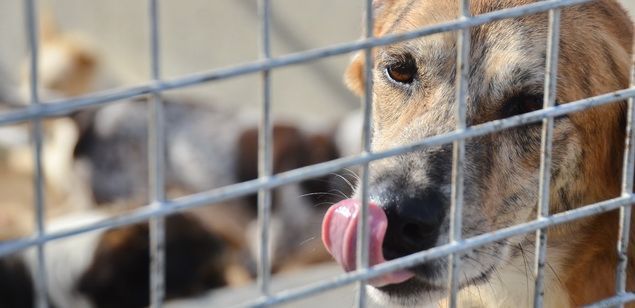 Un dels gossos del centre