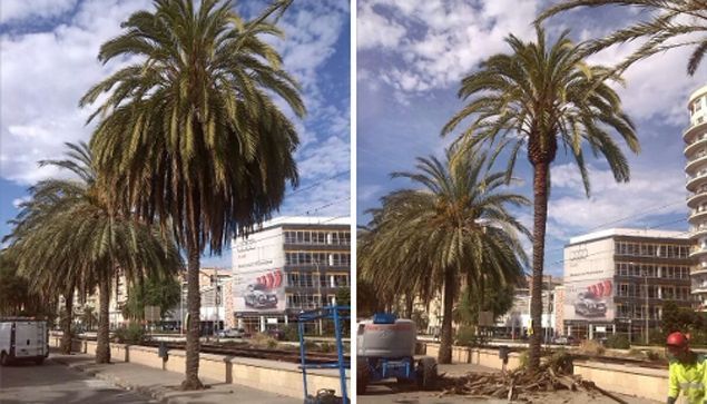 Una palmera, antes y después de la poda Una palmera, antes y después de la poda