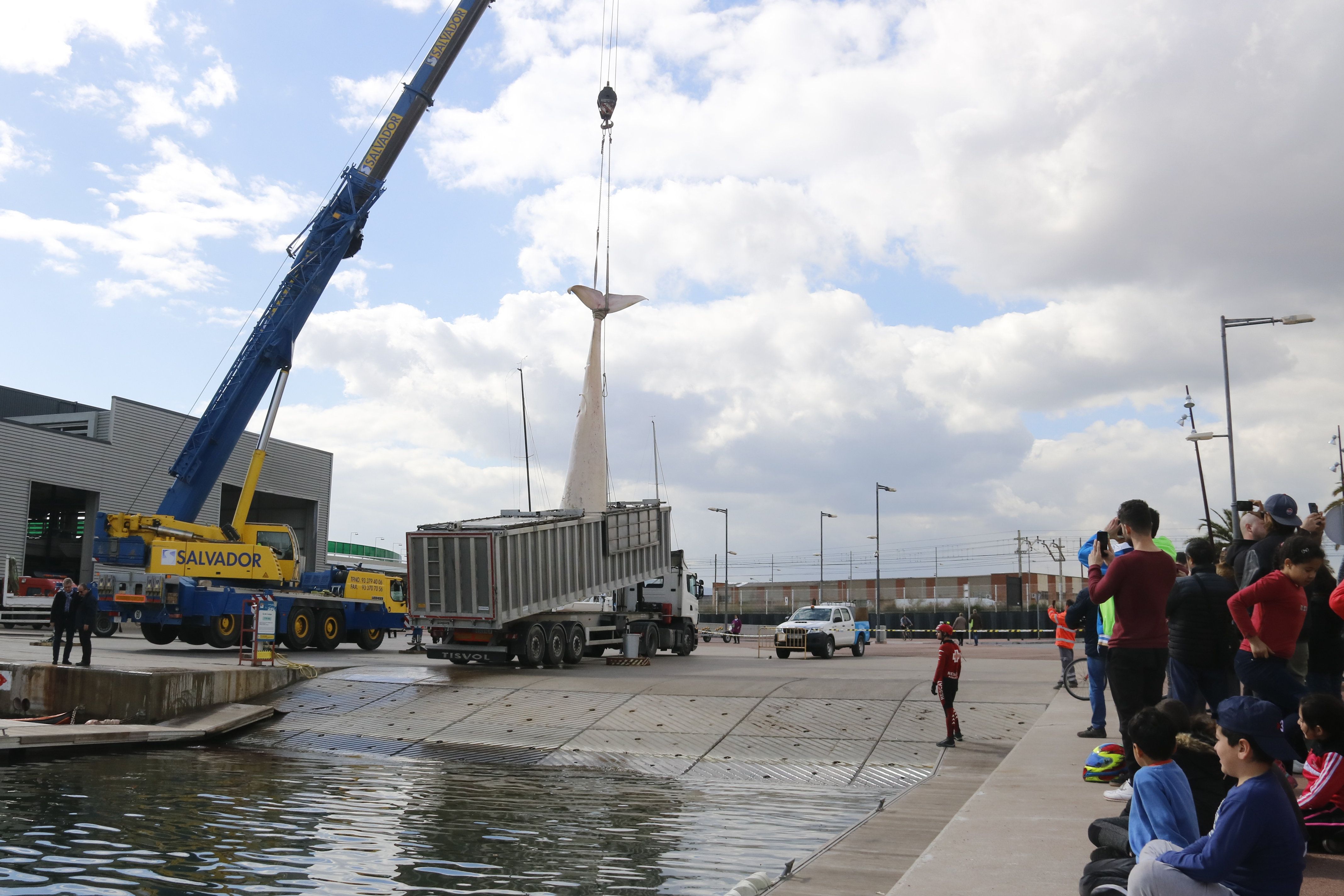 Una grúa de gran tonelaje introduce a un camión el cuerpo de la ballena muerta encuentro en Montgat y que se ha remolcado hasta el puerto de Badalona. Foto: ACN