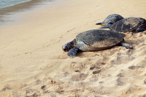 La tortuga babaua