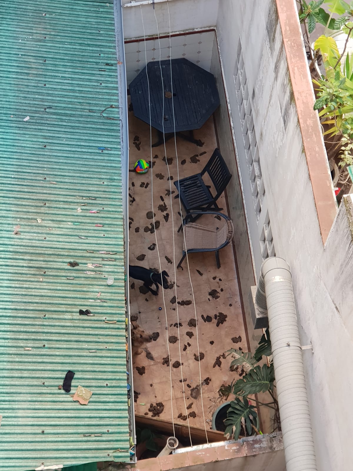 La terrassa on viuen els gossos. Foto: SOS Animals Maresme