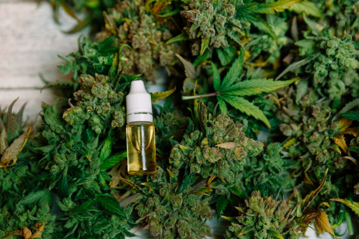 Plantes de marihuana. Foto: Arxiu