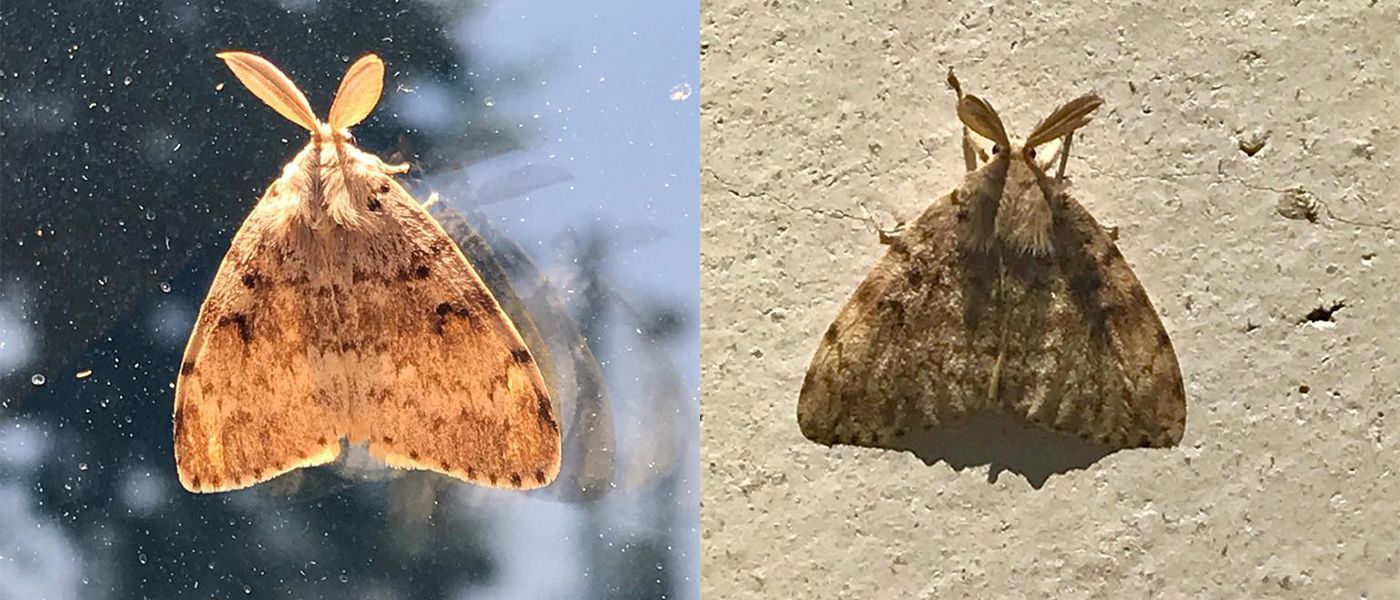 Dos exemplars de cuca peluda del suro a Mataró. Foto: Consell Comarcal