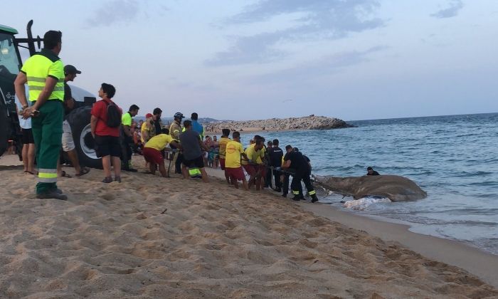 Traient el cos de l'aigua / Font: Ajuntament de Mataró