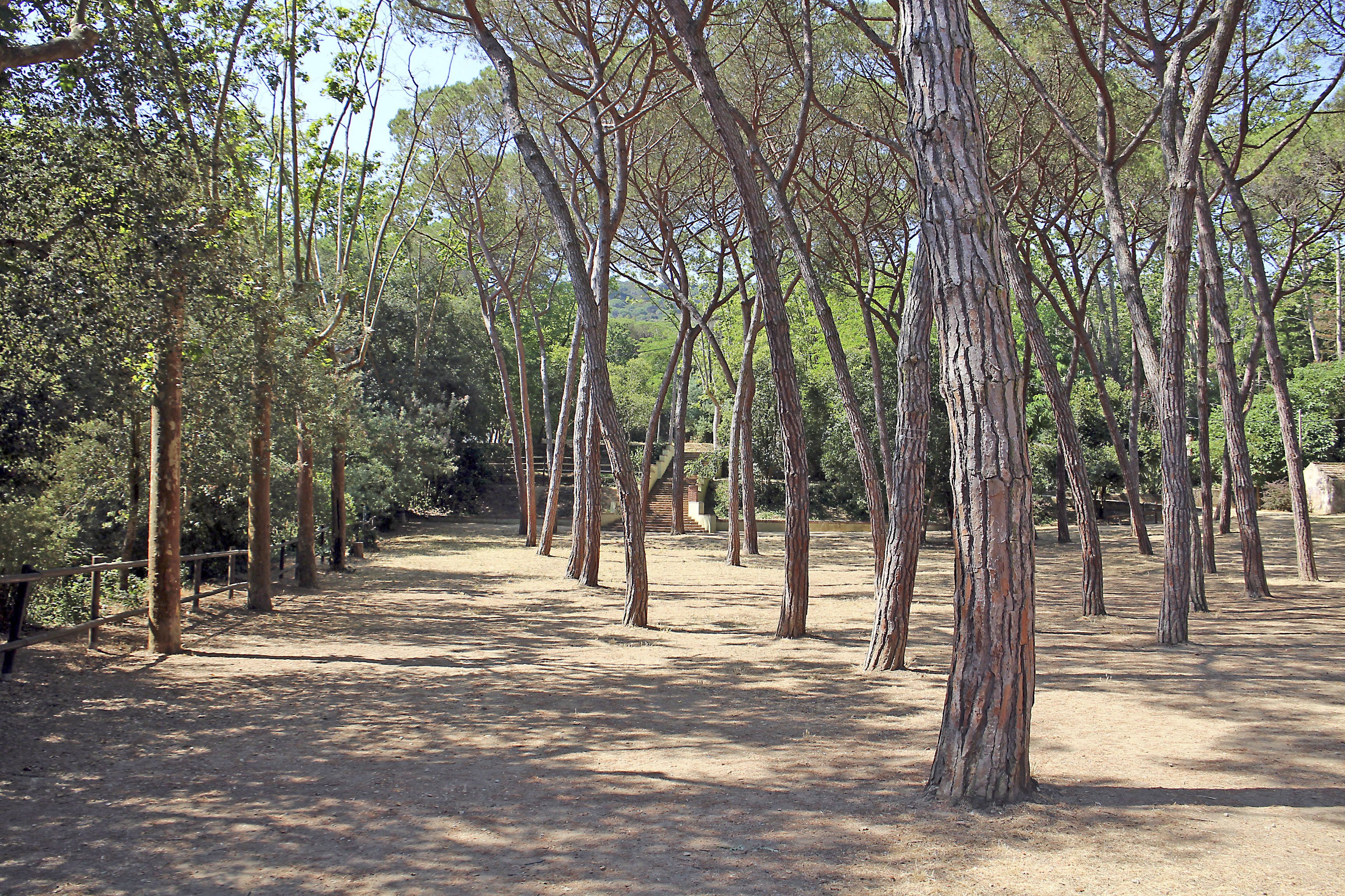 Cap de setmana forestal