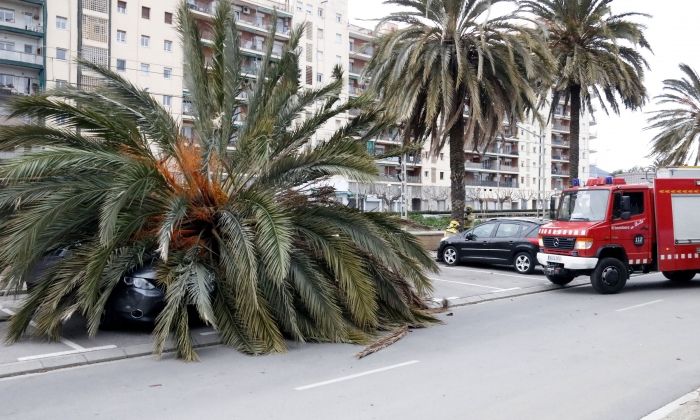 La palmera sobre el cotxe. Foto: ACN
