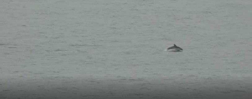 Captura de vídeo de los delfines a la playa de Mataró. Vídeo: Enric Sacristán